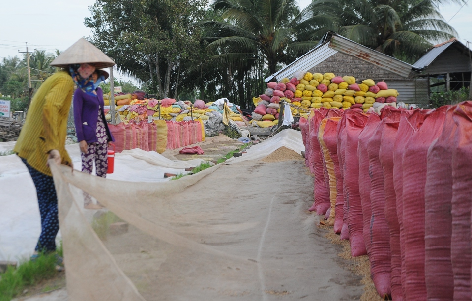 Gi&aacute; vật tư l&ecirc;n cao l&agrave;m tăng chi ph&iacute; sản xuất, lợi nhuận của n&ocirc;ng d&acirc;n giảm mạnh. Ảnh: Giang Lam