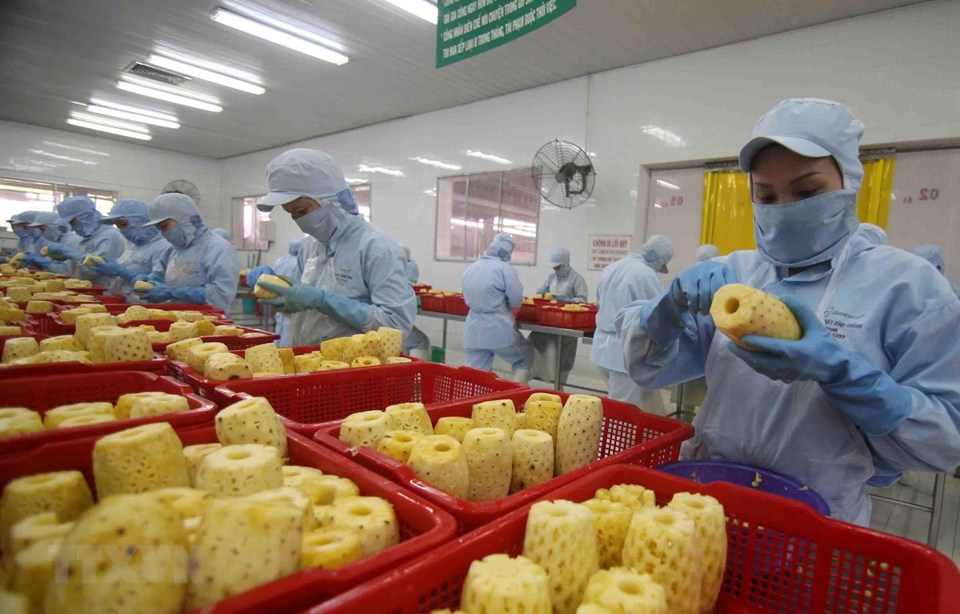 Chế biến sản phẩm dứa đóng hộp xuất khẩu tại Công ty CP Xuất nhập khẩu Nông sản thực phẩm An Giang (tỉnh An Giang). Ảnh Vũ Sinh