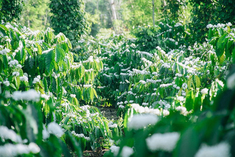 Gi&aacute; c&agrave; ph&ecirc; h&ocirc;m nay 23/3: Arabica tiếp tục tăng khi đầu cơ tăng mua &nbsp;