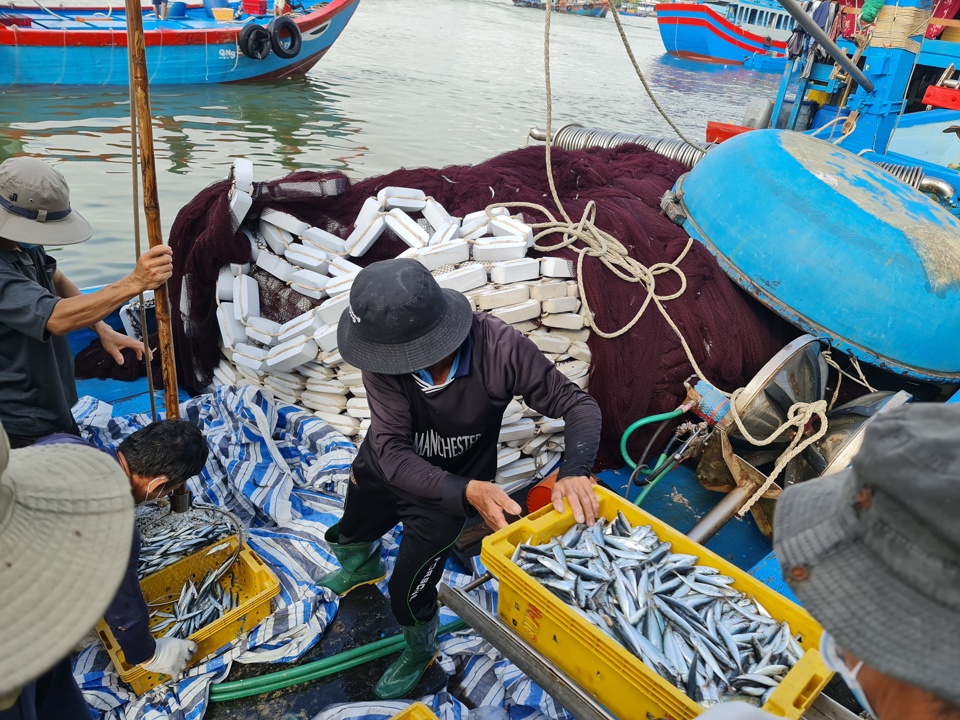 Ngư d&acirc;n vận chuyển c&aacute; l&ecirc;n bờ để đưa đi ti&ecirc;u thụ ở cảng Sa Kỳ (x&atilde; B&igrave;nh Ch&acirc;u, huyện B&igrave;nh Sơn)