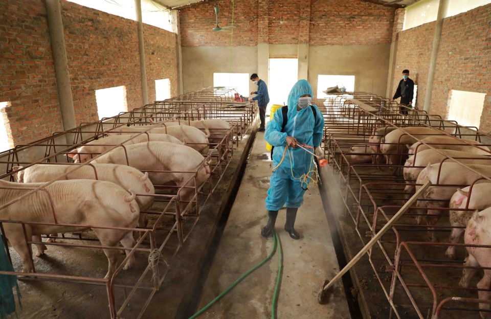 Phun khử khuẩn chuồng trại tại sở sở chăn nuôi lợn an toàn dịch bệnh ở Đông Anh. Ảnh Phương Nga