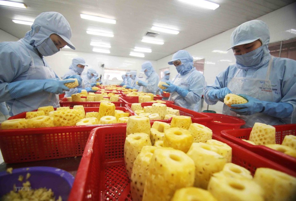 Chế biến sản phẩm dứa đóng hộp tại nhà máy của Công ty Cổ phần xuất nhập khẩu nông sản An Giang. Ảnh Vũ Sinh