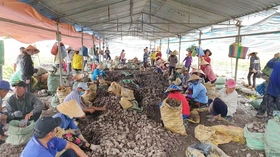 Thu hoạch khoai lang ở Vĩnh Long.