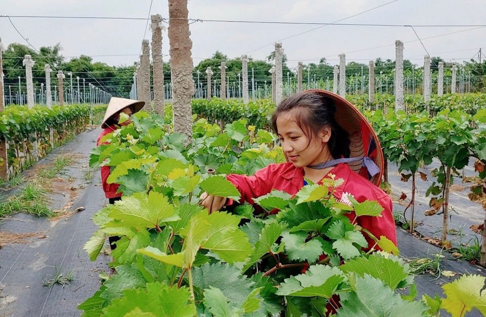 Nho hạ đen l&agrave; hướng ph&aacute;t triển kinh tế mới của nhiều n&ocirc;ng hộ tại huyện Đan Phượng. Ảnh: Bảo Linh.