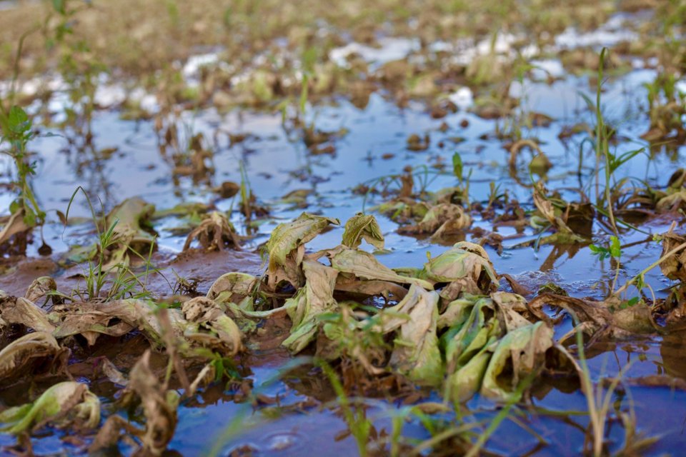 Ngo&agrave;i ra, mưa lớn cũng l&agrave;m khoảng 1.500 hecta hoa m&agrave;u bị ngập &uacute;ng, hư hại nặng.