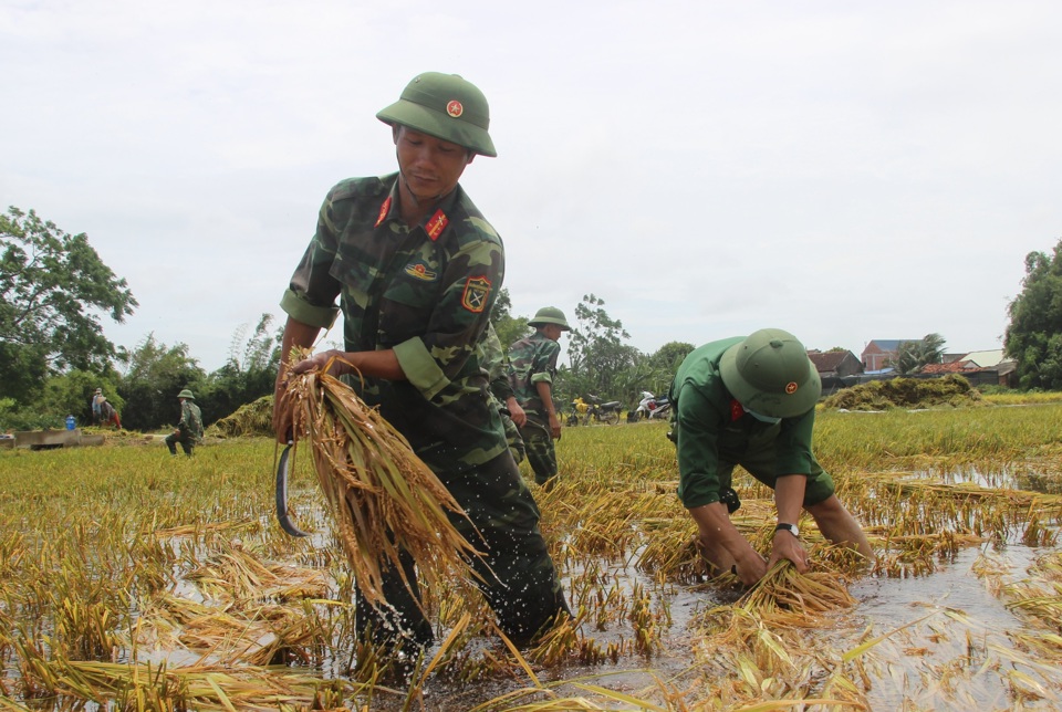 Đa số l&uacute;a m&ugrave;a của b&agrave; con đều trong thời điểm sắp thu hoạch. Do ngập nước n&ecirc;n nguy cơ hư hại, mất trắng rất cao.