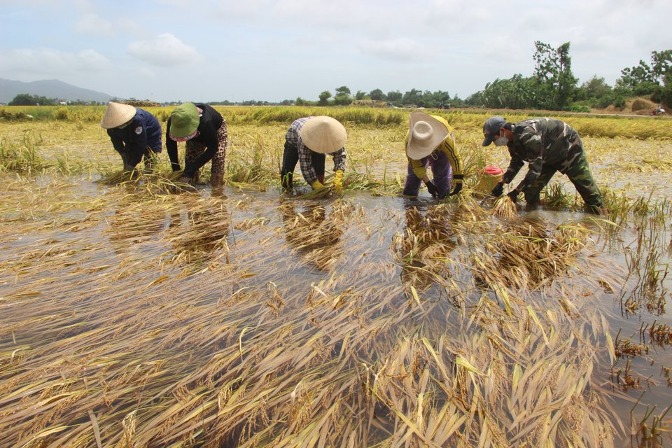 Ng&agrave;y 5/4, tại c&aacute;nh đồng th&ocirc;n H&aacute;o Lễ (x&atilde; Phước Hưng, huyện Tuy Phước, tỉnh B&igrave;nh Định) vẫn đang c&oacute; h&agrave;ng chục h&eacute;c-ta l&uacute;a vụ Đ&ocirc;ng Xu&acirc;n 2021 - 2022 bị ngập nước, nguy cơ l&ecirc;n mộng, hư hại.