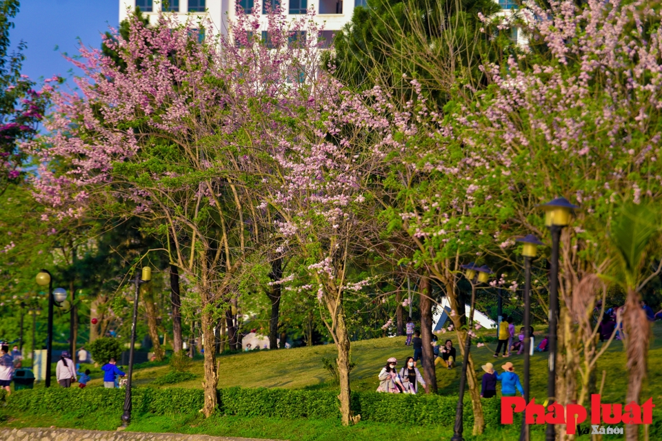 Những ng&agrave;y gần đ&acirc;y, người d&acirc;n sinh sống xung quanh khu đ&ocirc; thị Ngoại giao Đo&agrave;n (Xu&acirc;n Tảo, Bắc Từ Li&ecirc;m, H&agrave; Nội) kh&ocirc;ng khỏi ngỡ ng&agrave;ng với h&agrave;ng hoa đỗ mai (điệp anh đ&agrave;o, đậu đ&agrave;o) đang ở m&ugrave;a nở rộ ở c&ocirc;ng vi&ecirc;n Ngoại giao Đo&agrave;n.