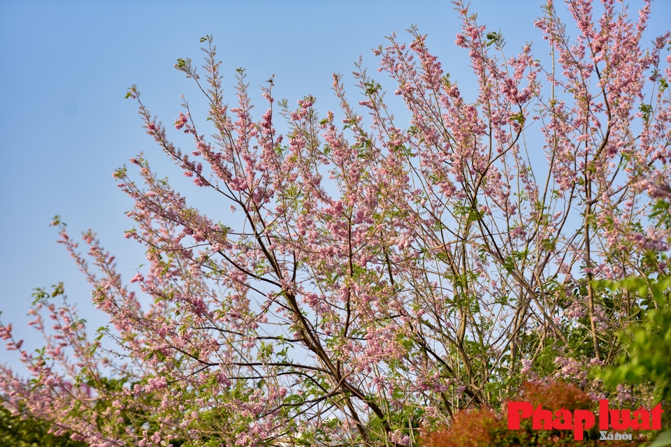 Hoa Đỗ mai thường nở rộ v&agrave;o m&ugrave;a xu&acirc;n đ&uacute;ng dịp Tết n&ecirc;n c&oacute; thể cắt c&agrave;nh cắm b&igrave;nh lớn chơi tết thay cho mai, đ&agrave;o