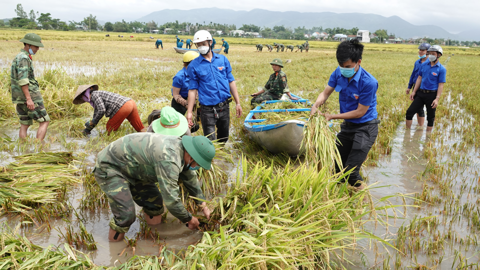 Trước đ&oacute;, v&agrave;o chiều 4/4, &ocirc;ng Nguyễn Phi Long - Chủ tịch UBND tỉnh B&igrave;nh Định đ&atilde; chỉ đạo trong 10 ng&agrave;y phải thu hoạch xong c&aacute;c diện t&iacute;ch l&uacute;a bị ngập nước, ng&atilde; đổ cho người d&acirc;n.