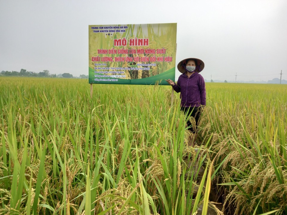 Mô hình trình diễn giống lúa mới thích ứng với biến đổi khí hậu tại huyện Ứng Hòa. Ảnh: Ngọc Ánh