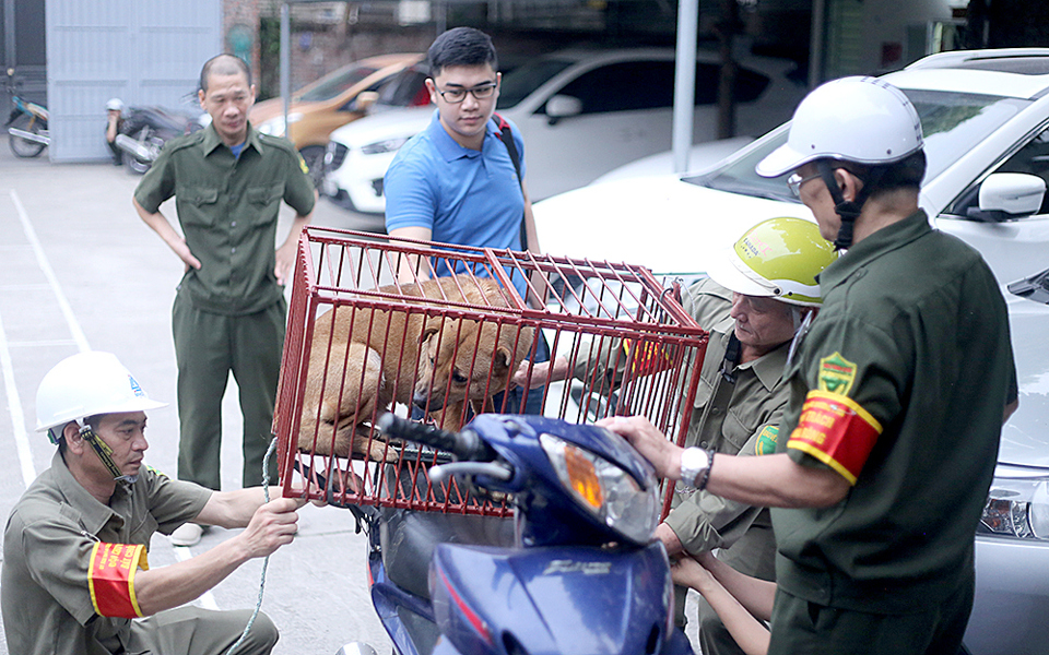 Đội bắt ch&oacute; thả r&ocirc;ng phường Khương Đ&igrave;nh, quận Thanh Xu&acirc;n