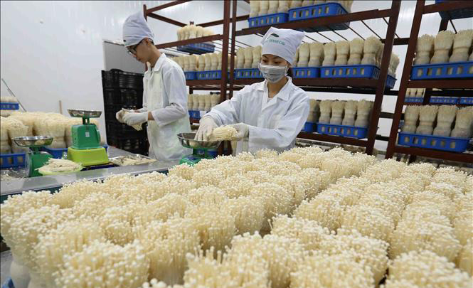 Đóng gói hàng nông sản tại Công ty TNHH xuất nhập khẩu Kinoko Thanh (xã Đốc Kính, Mỹ Đức, Hà Nội). Ảnh Vũ Sinh