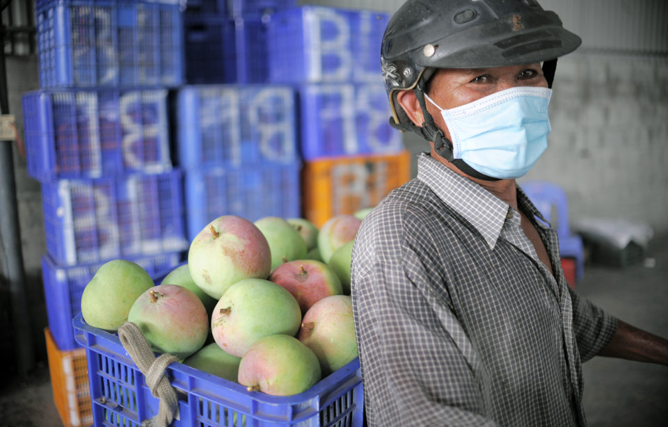 N&ocirc;ng d&acirc;n lo lắng v&igrave; gi&aacute; xo&agrave;i &Uacute;c li&ecirc;n tục giảm do thị trường Trung Quốc đ&oacute;ng băng. (Ảnh: Trung Vũ).