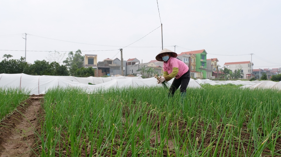 Nông dân xã Tiến Thắng (huyện Mê Linh) thu hoạch rau gia vị.