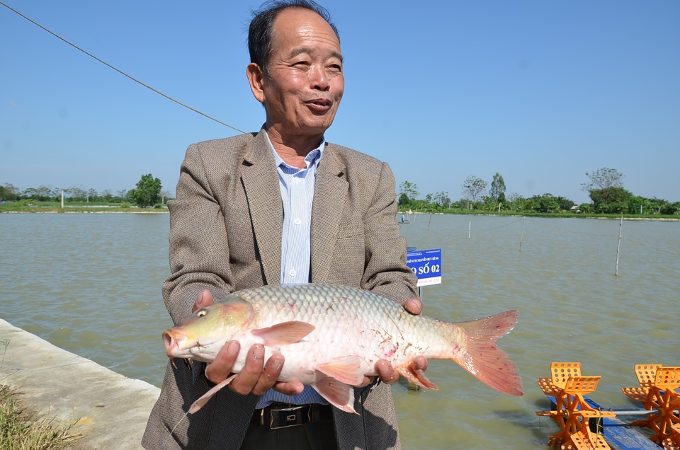 Mô hình nuôi cá chép theo hướng an toàn sinh học tại xã Trung Tú, huyện Ứng Hòa cho hiệu quả cao. Ảnh: Ngọc Ánh