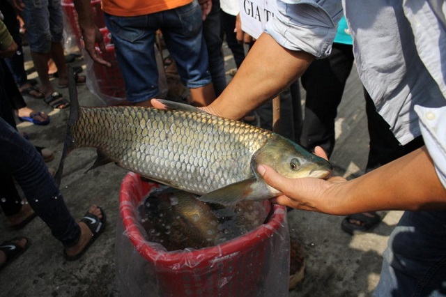 Hội thi c&aacute; trắm tr&ecirc;n s&ocirc;ng Son