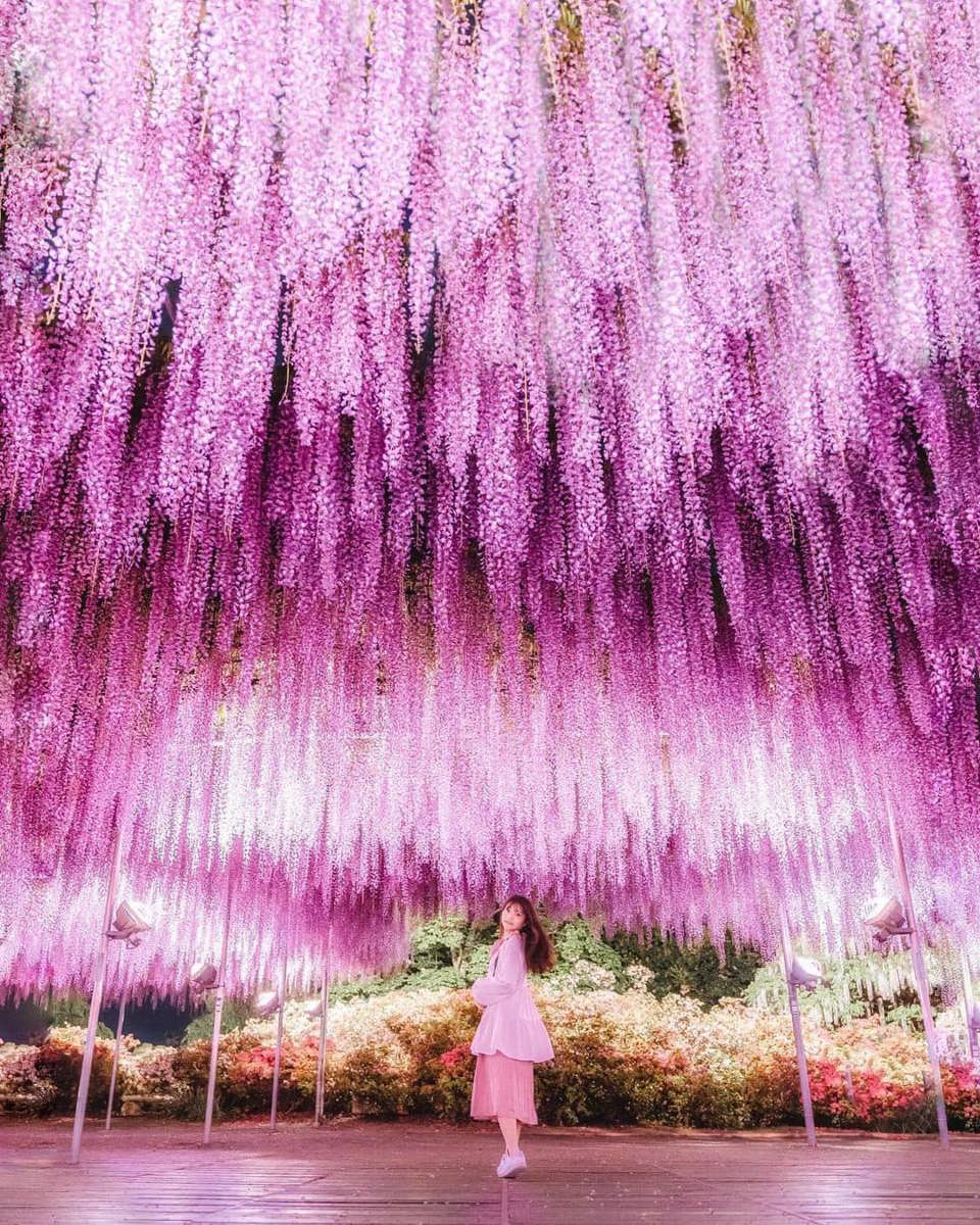 Hoa Tử đằng tại c&ocirc;ng vi&ecirc;n Ashikaga tỉnh Tochigi&nbsp;Ashikaga, Nhật Bản. Ảnh: flower_park
