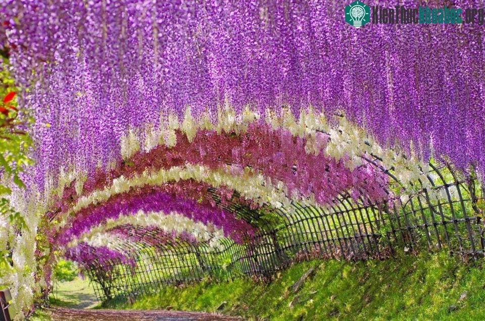 Vườn hoa Tử đằng Kawachi, Nhật Bản. Ảnh: Internet.