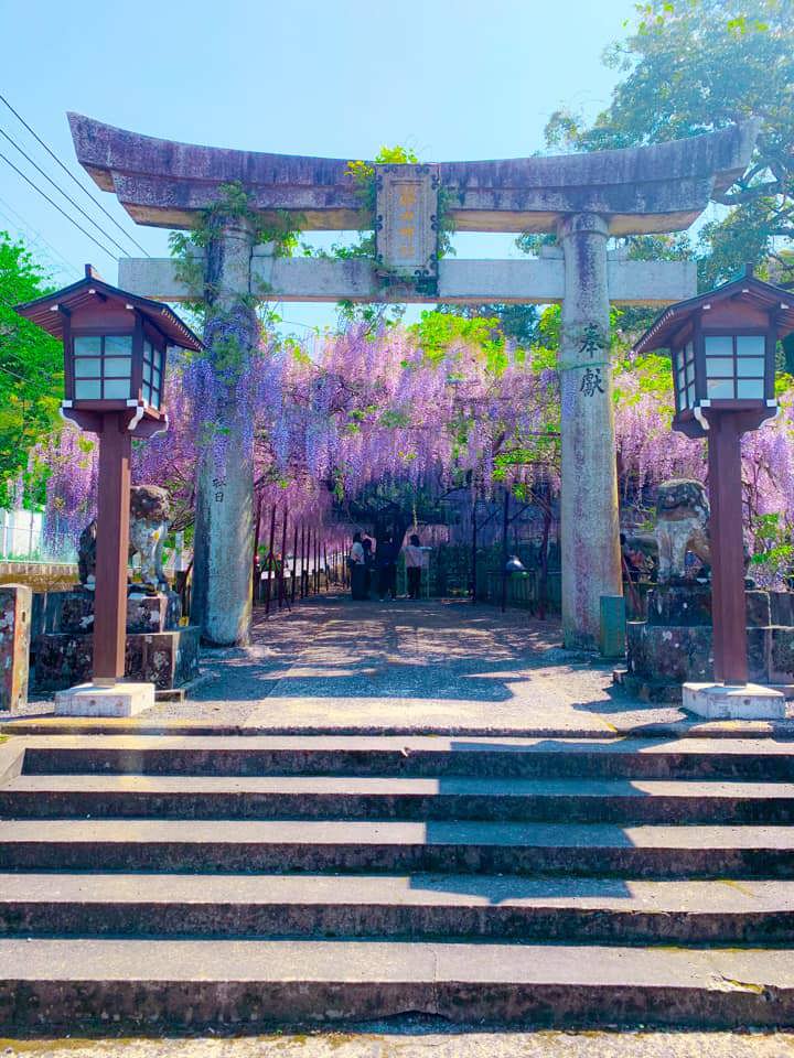 Ng&ocirc;i đền Fujiyama ấn tượng trong m&agrave;u t&iacute;m của hoa Tử đằng. Ảnh: LJ
