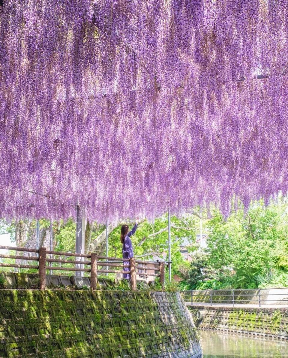 Hoa Tử đằng ở Nakayama - Fukuoka., Nhật Bản. Ảnh: daichi_xa1