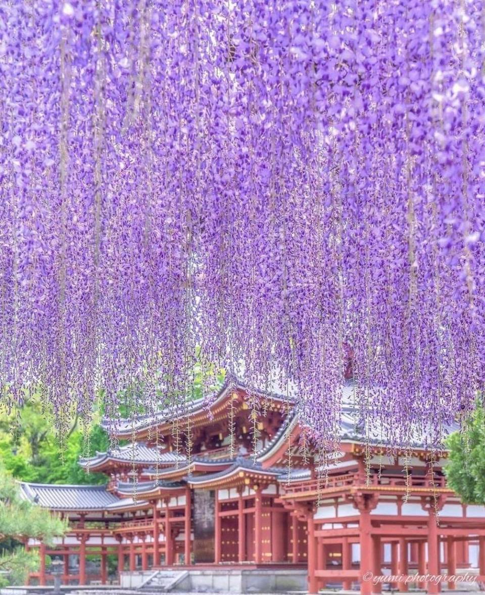 Hoa Tử đằng tại Ch&ugrave;a Byodo ở Kyoto. Ảnh: sorakataphoto
