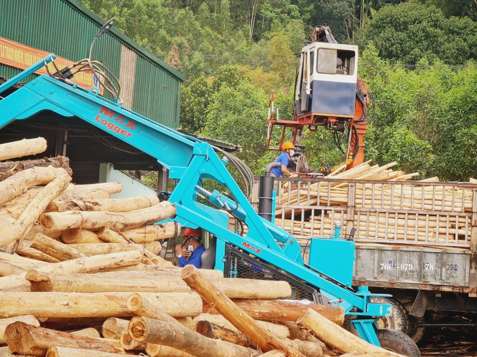 Hiện Quảng Ng&atilde;i kh&ocirc;ng đủ nguồn nguy&ecirc;n liệu để cung cấp cho c&aacute;c nh&agrave; m&aacute;y dăm gỗ đang hoạt động.