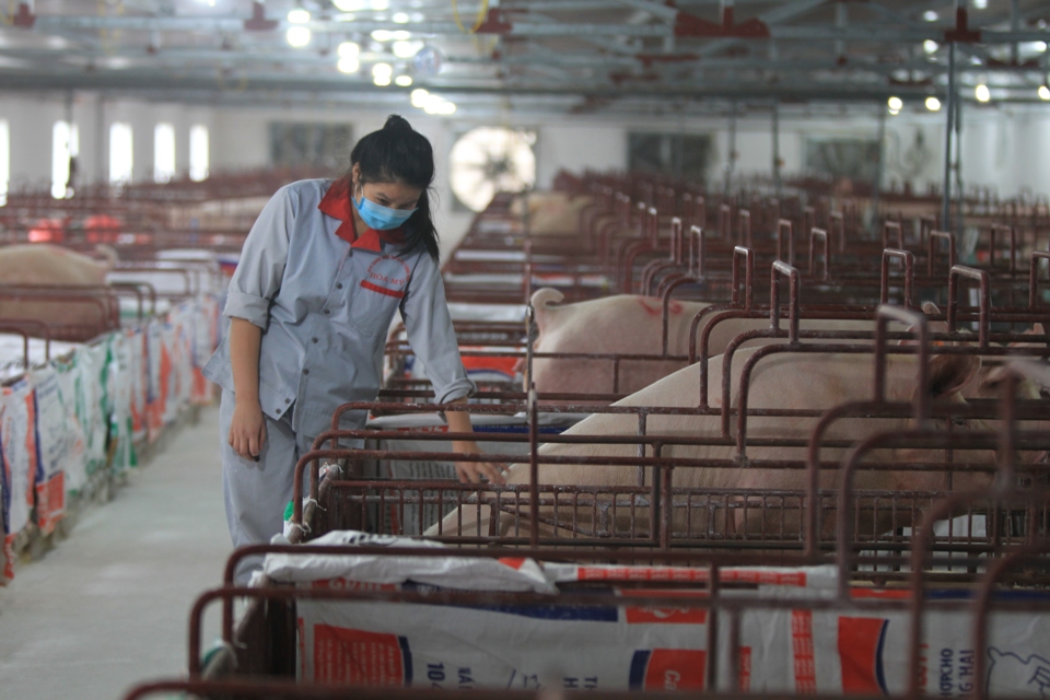 Chăn nuôi lợn trên địa bàn xãVạnThái, huyện ỨngHòa. Ảnh: Phạm Hùng