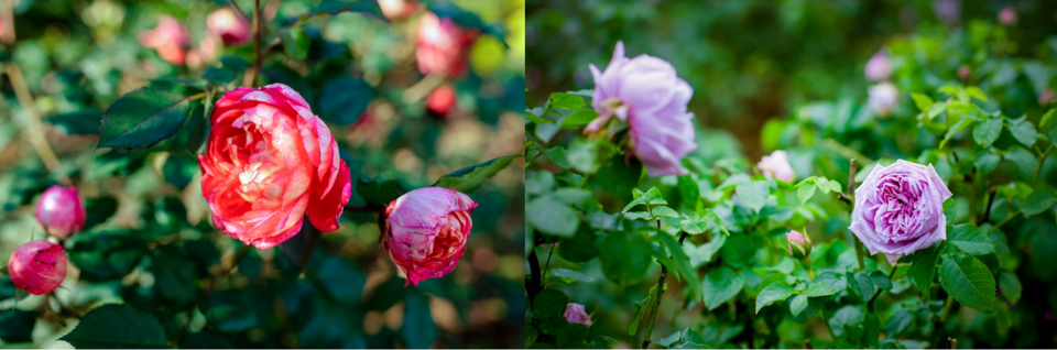 Kỳ ảo vườn hồng Fansipan ngày đầu tiên đón du khách - Ảnh 6