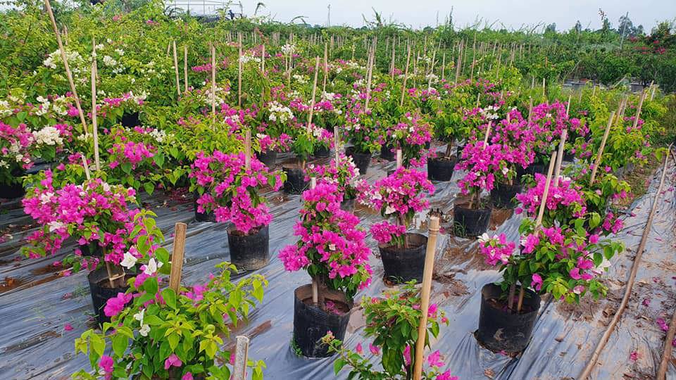 Nghề trồng hoa giấy ở xã Phù Đổng, huyện Gia Lâm đã có từ lâu đời, đem lại cuộc sống ấm no cho người dân nơi đây