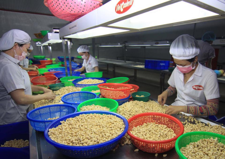 Chế biến hạt điều xuất khẩu tại C&ocirc;ng ty CP Xuất nhập khẩu điều Việt H&agrave; (Tổng C&ocirc;ng ty Thương mại H&agrave; Nội - HAPRO). Ảnh: Sinh Vũ