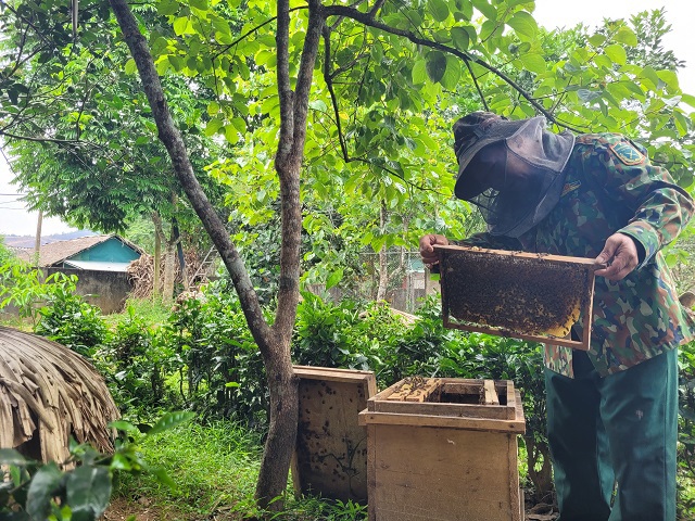 X&atilde; Quang Thọ hiện c&oacute; 1.500 đ&agrave;n ong lấy mật mang lại hiệu quả kinh tế cao