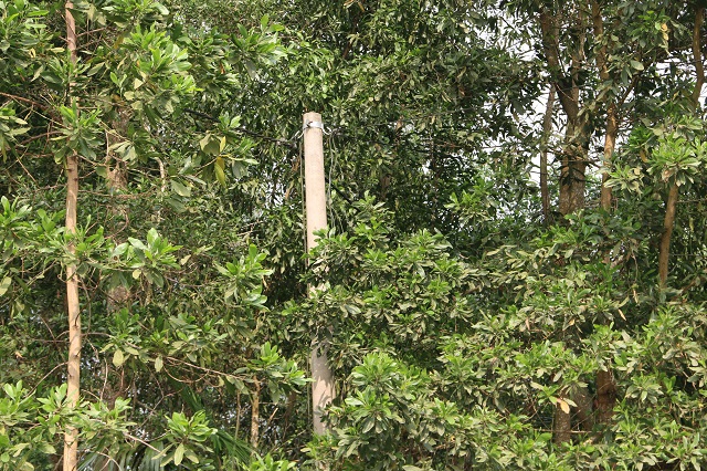 D&acirc;y điện chằng chịt trong rừng keo tr&agrave;m ở x&atilde; Hương Minh, huyện Vũ Quang