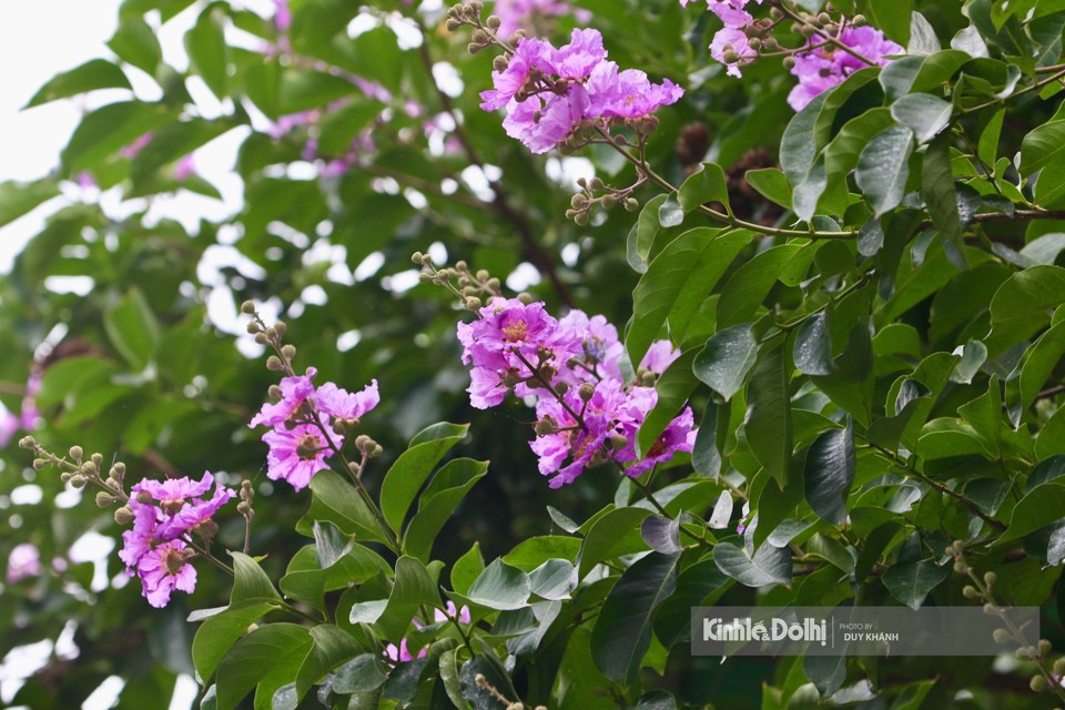 Ngo&agrave;i m&agrave;u hoa phổ biến l&agrave; t&iacute;m nhẹ nh&agrave;ng, hoa bằng lăng c&ograve;n c&oacute; m&agrave;u hồng, t&iacute;m trắng hay t&iacute;m sẫm rất đẹp mắt, hoa thường mọc th&agrave;nh từng ch&ugrave;m ở đầu c&agrave;nh, c&agrave;nh hoa c&oacute; chiều d&agrave;i từ 20 - 30cm. Mỗi b&ocirc;ng hoa khi nở x&ograve;e rộng v&agrave; được tạo th&agrave;nh từ 6 c&aacute;nh hoa mỏng, nhẹ như x&aacute;c ph&aacute;o.