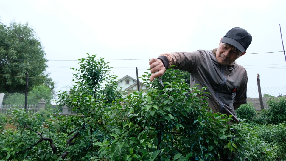 Ông Đỗ Văn Thơ bên vườn cây mai trắng cho doanh thu tiền tỷ mỗi năm tại xã Tản Lĩnh. Ảnh: Trọng Tùng