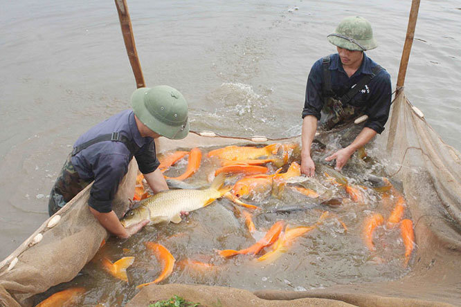 Thu hoạch thủy sản tại huyện Ứng H&ograve;a. Ảnh: Sơn H&agrave;