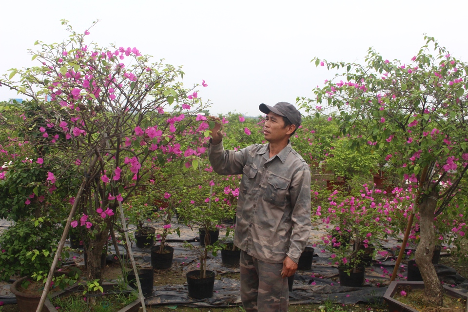 Nhiều hộ dân tại xã Phù Đổng (huyện Gia Lâm) thu hàng tỷ đồng/năm nhờ trồng hoa giấy. Ảnh: Ánh Ngọc