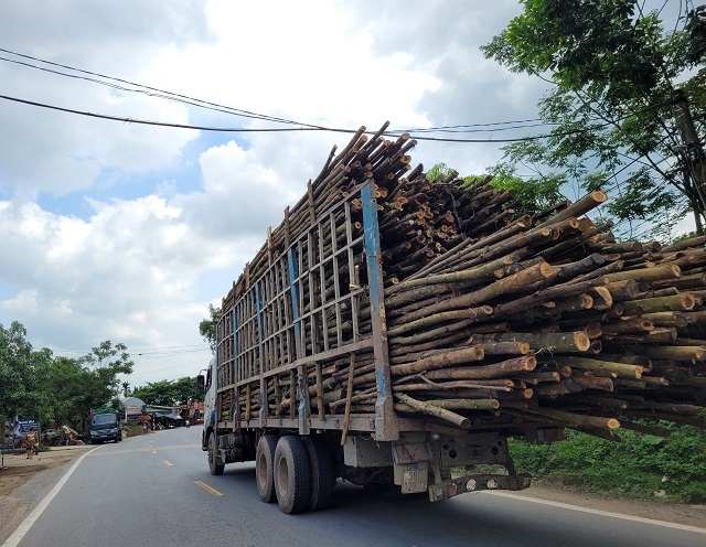 Xe chở gỗ keo tr&agrave;m qu&aacute; khổ, cồng kềnh ngang nhi&ecirc;n hoạt động tr&ecirc;n đường m&ograve;n Hồ Ch&iacute; Minh