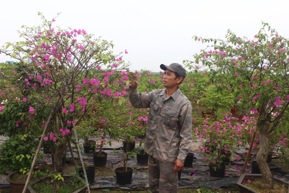 Nhiều hộ d&acirc;n tại x&atilde; Ph&ugrave; Đổng (huyện Gia L&acirc;m) thu h&agrave;ng tỷ đồng/năm nhờ trồng hoa giấy. Ảnh: &Aacute;nh Ngọc &nbsp;