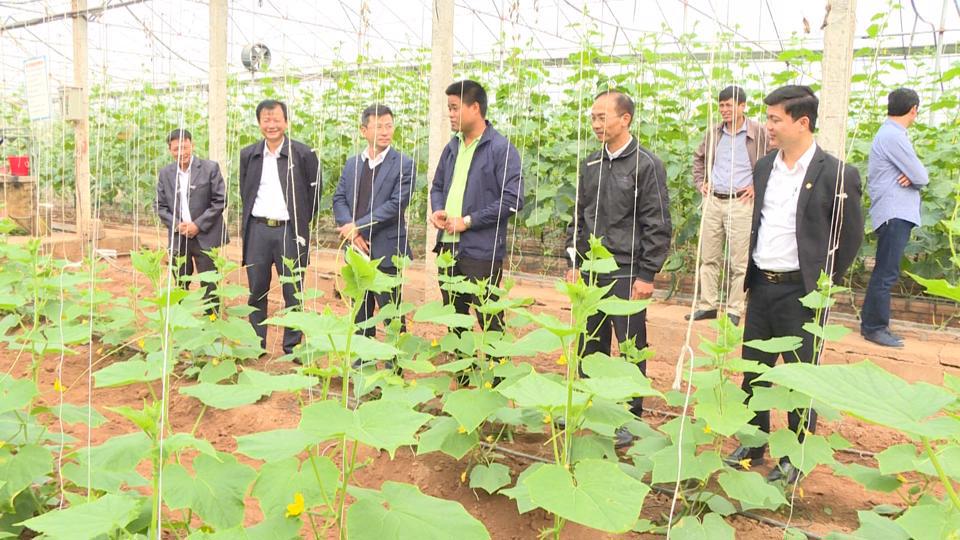 Mô hình trồng dưa lưới ở xã Phù Lưu, huyện Ứng Hòa. Ảnh: Thanh Trang