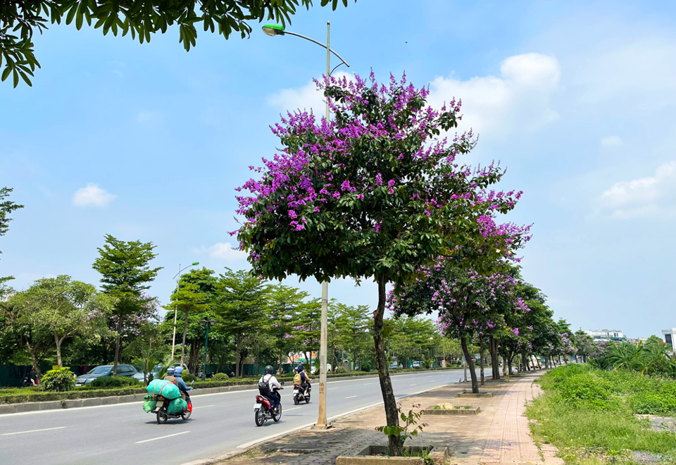 Con phố rợp màu tím bằng lăng ở Hà Đông - Ảnh 3