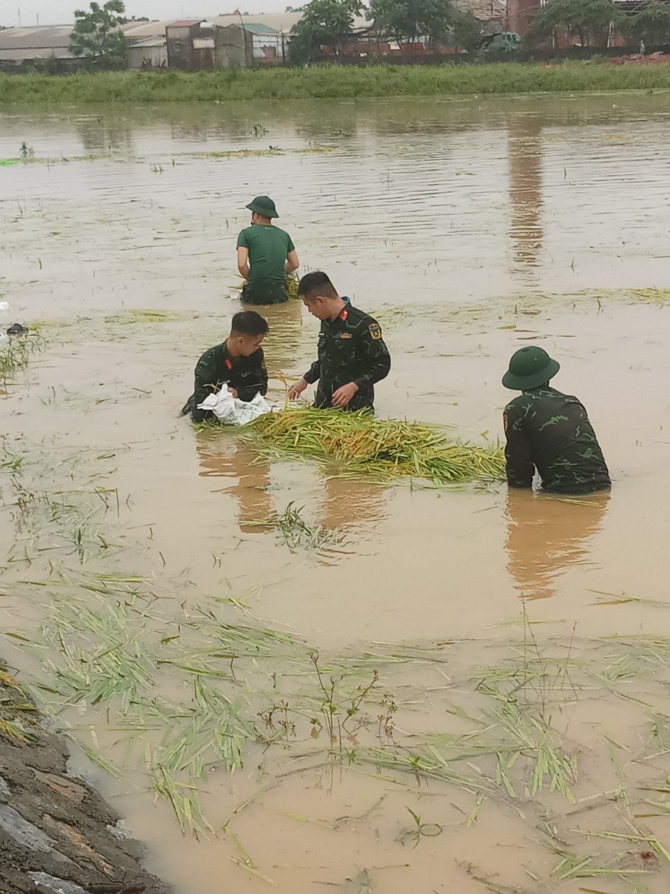 Với phương ch&acirc;m "xanh nh&agrave; hơn gi&agrave; đồng", huyện Quốc Oai huy động lực lượng gồm qu&acirc;n đội, d&acirc;n qu&acirc;n, lực lượng xung k&iacute;ch, c&aacute;c đo&agrave;n thể... hỗ trợ n&ocirc;ng d&acirc;n thu hoạch l&uacute;a bị ngập