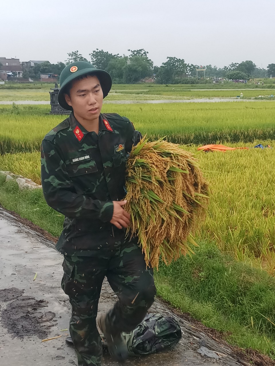 Mặc d&ugrave; trời mưa, nhưng ngay từ s&aacute;ng sớm, lực lượng qu&acirc;n đội đ&oacute;ng qu&acirc;n tr&ecirc;n địa b&agrave;n x&atilde; Ph&uacute; C&aacute;t đ&atilde; đến hỗ trợ n&ocirc;ng d&acirc;n thu hoạch l&uacute;a