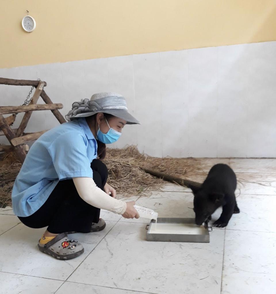 Một cá thể gấu được chăm sóc, cứu hộ tại Trung tâm Cứu hộ động vật hoang dã Hà Nội. Ảnh: Ánh Ngọc