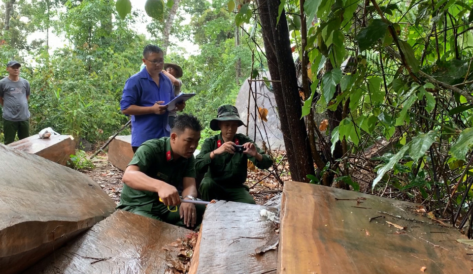 Một vụ phá rừng quy mô lớn trên địa bàn huyện Krông Bông, tỉnh Đắk Lắk Ảnh: Cao Nguyên