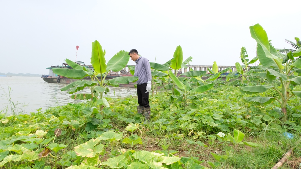 Ngo&agrave;i khai th&aacute;c v&agrave; nu&ocirc;i trồng thuỷ sản, người d&acirc;n l&agrave;ng ch&agrave;i Vạn Vỹ trồng th&ecirc;m rau m&agrave;u, c&acirc;y ăn quả ngắn ng&agrave;y để mưu sinh. Ảnh: L&acirc;m Nguyễn &nbsp;