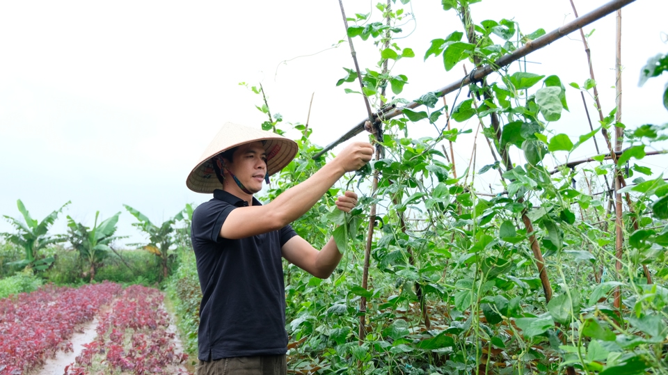 Anh Nguyễn Đức Chinh chăm sóc khu vườn canh tác hữu cơ ven sông Đáy. Ảnh: Lâm Nguyễn