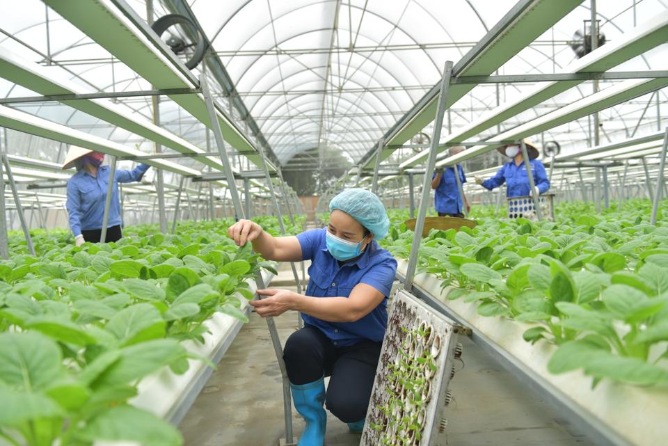 Sản xuất rau an toàn theo công nghệ cao tại xã Phú Cường, huyện Sóc Sơn. Ảnh: Phạm Hùng