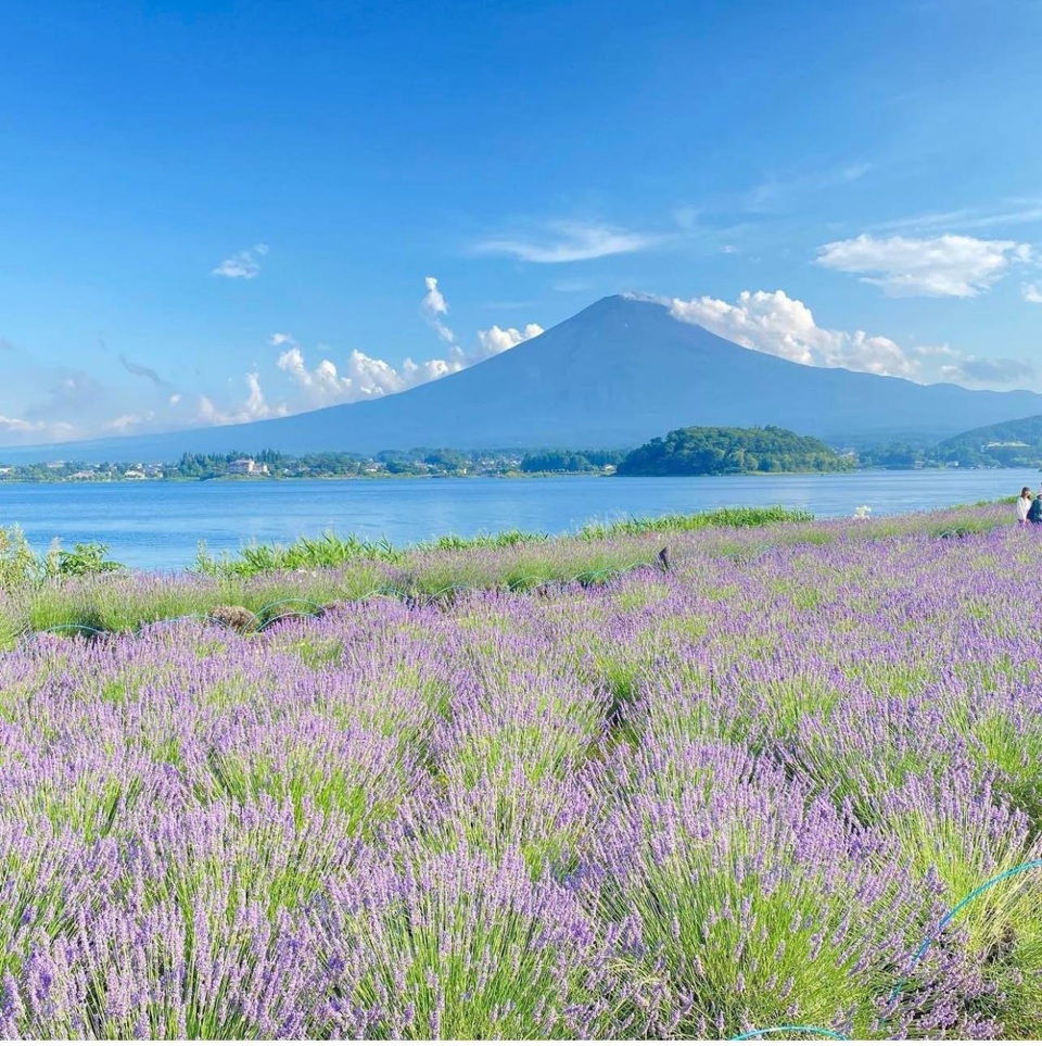 Lễ hội Thảo mộc Fuji Kawaguchiko l&agrave; một sự kiện thường ni&ecirc;n về hoa h&agrave;ng năm tại khu vực hồ Kawaguchi. Trong đ&oacute;, lễ hội hoa oải hương được nhiều du kh&aacute;ch t&igrave;m đến để trải nghiệm. Ảnh: FB LJ