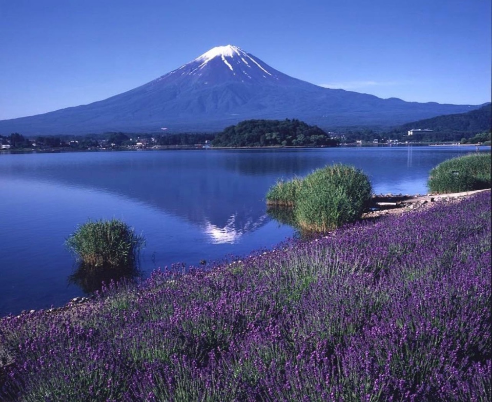 Đ&acirc;y l&agrave; một trong những điểm đẹp nhất để ngắm hoa oải hương (lavender) xung quanh&nbsp;Tokyo.&nbsp;Ảnh: FB LJ